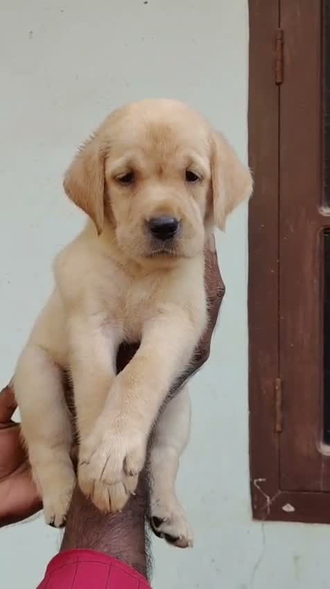 Beagle Black & Tan Puppy, farm video