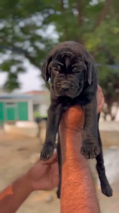 Cane Corso Puppy | Brindle, farm video
