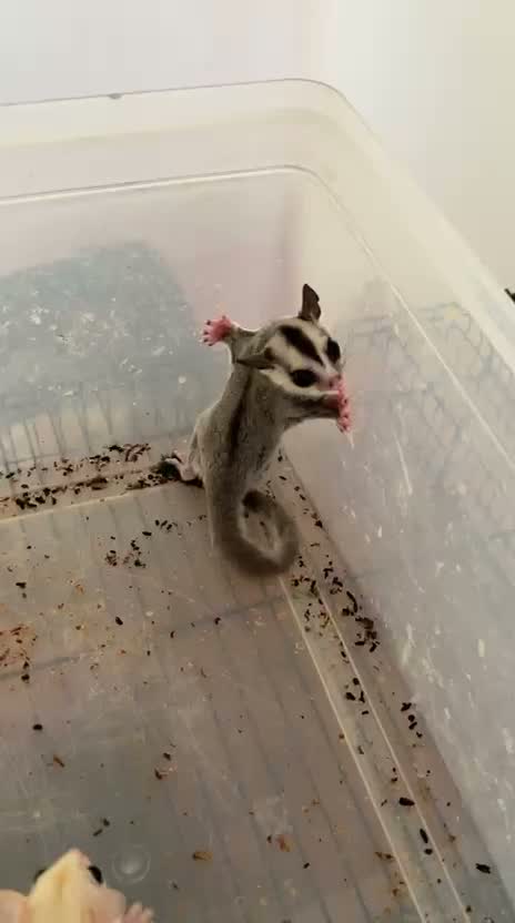 Sugar Glider | Grey, farm video