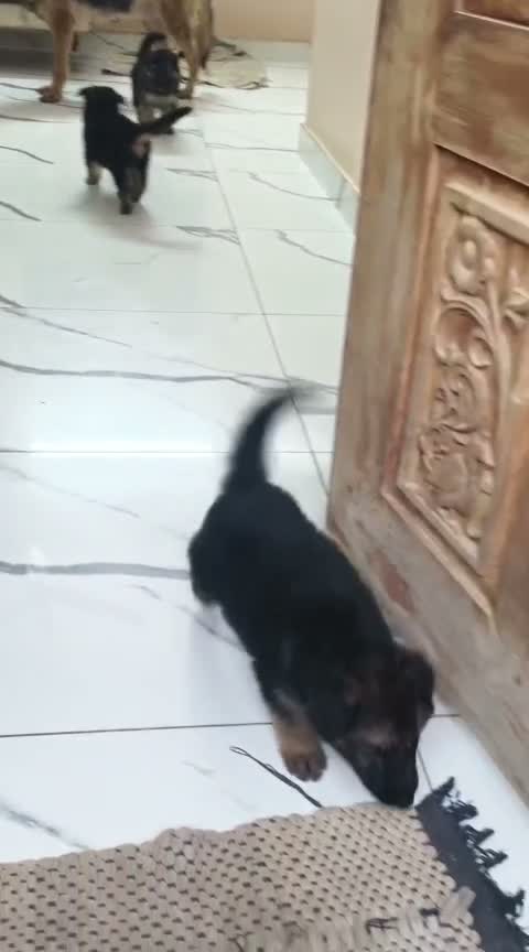 Dachshund Puppy | Brown, farm video