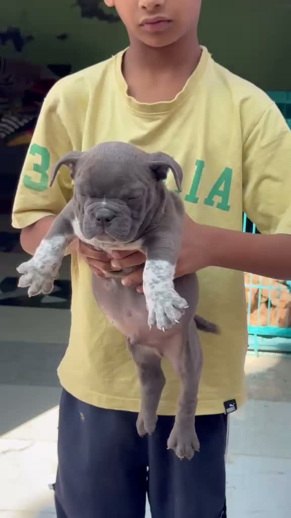 American Bully Pocket Size Puppy, farm video