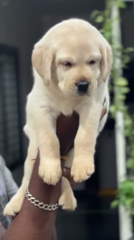 Beagle Black & Tan Puppy, farm video