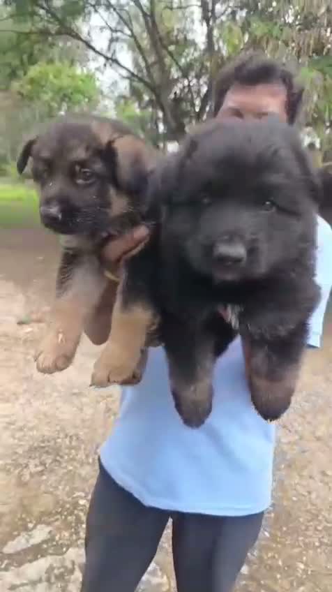 German Shepherd Puppy, farm video