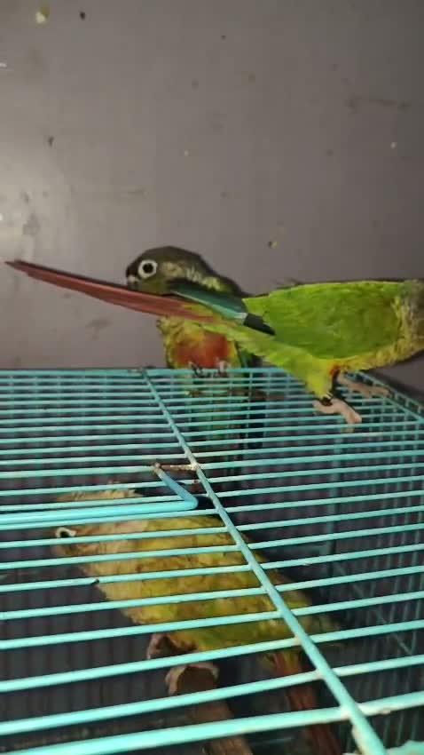 Small Cheek Conure, farm video
