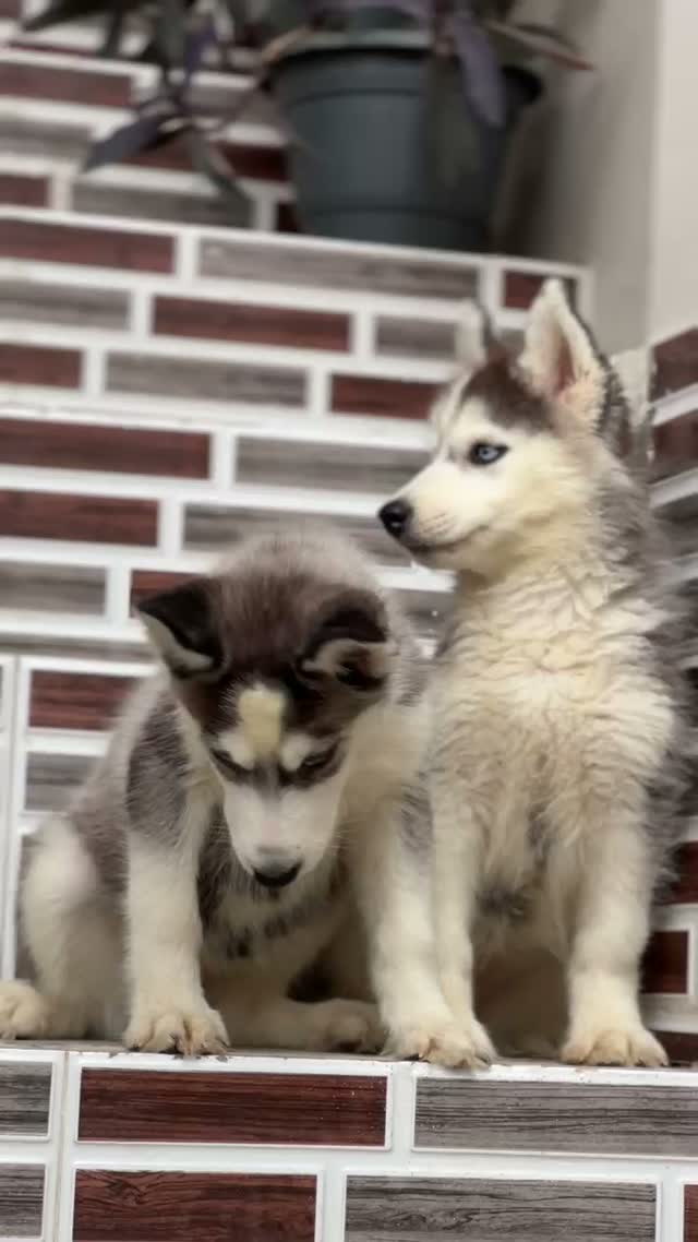Siberian Husky Puppy | Black & White Color, farm video