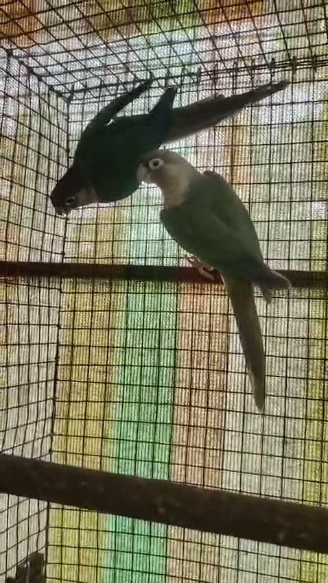 Small Cheek Conure, farm video