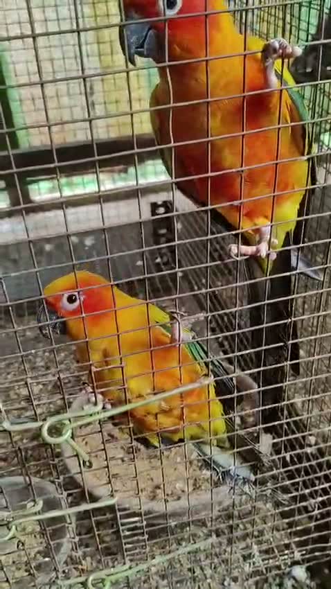 Small Cheek Conure, farm video