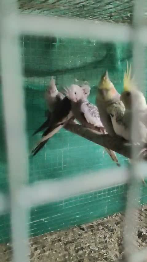 Cockatiel, farm video