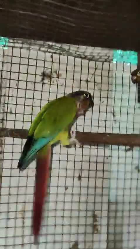 Small Cheek Conure, farm video