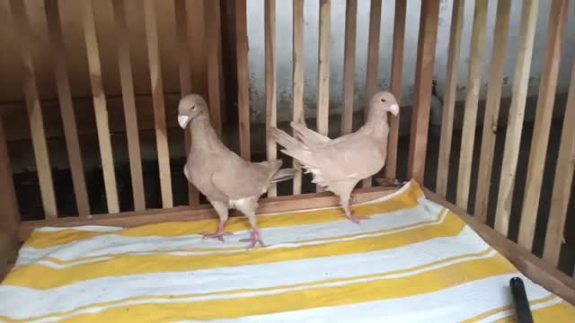 Highflyer Pigeon, farm video