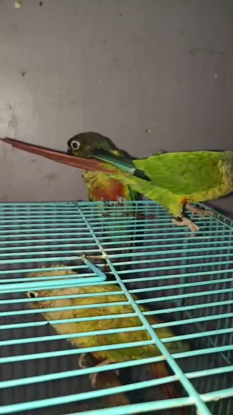 Small Cheek Conure, farm video