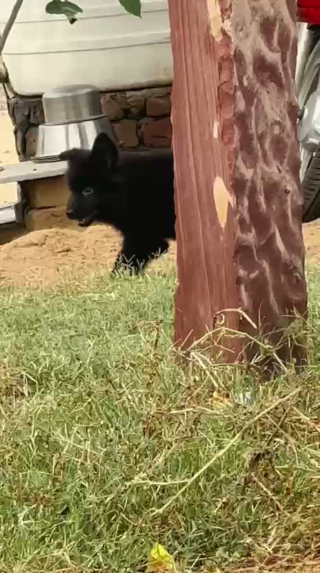 German Shepherd Puppy, farm video