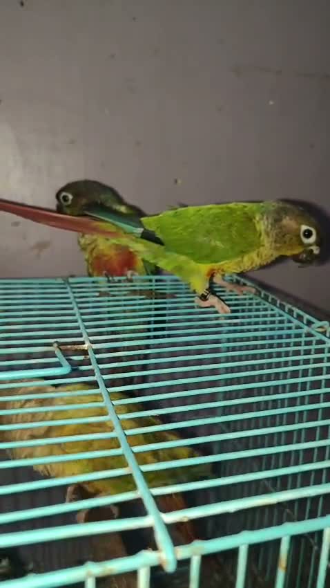 Small Cheek Conure, farm video