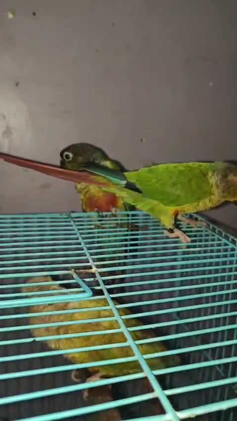 Small Cheek Conure, farm video