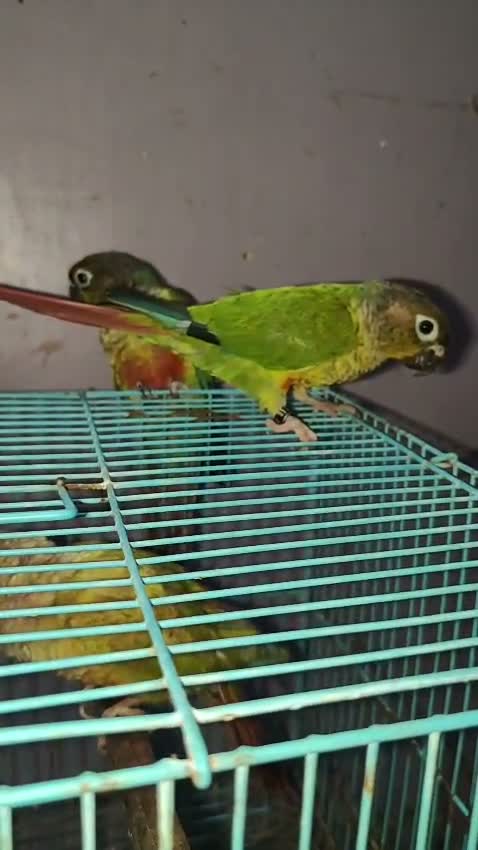 Small Cheek Conure, farm video