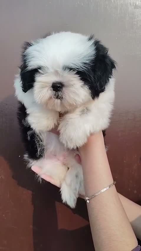 Shih Tzu | Black Color, farm video
