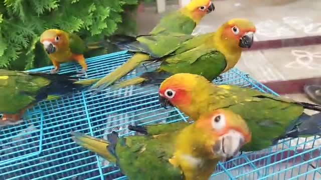 Sun Conure, farm video