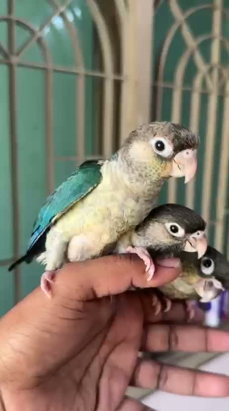 Small Cheek Conure, farm video