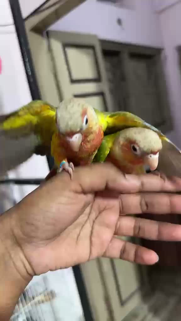 Small Cheek Conure, farm video