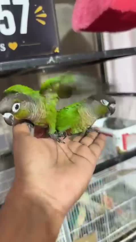 Small Cheek Conure, farm video