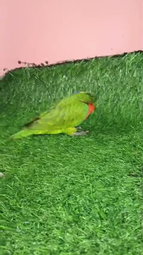 Chattering Lorikeet, farm video