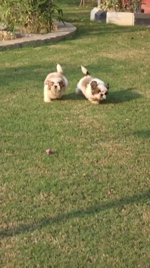 Shih Tzu | Black Color, farm video