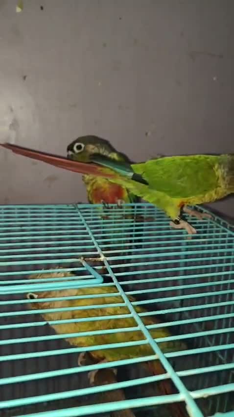 Small Cheek Conure, farm video