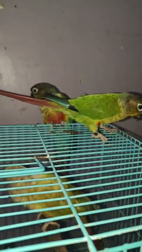 Small Cheek Conure, farm video