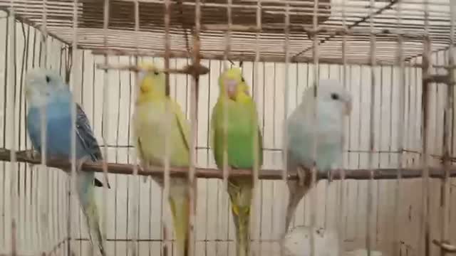African Love Birds, farm video