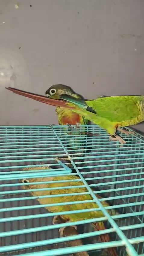 Small Cheek Conure, farm video