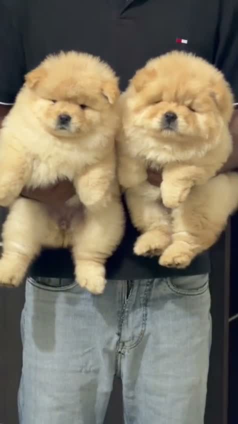 Chow Chow Puppies, farm video
