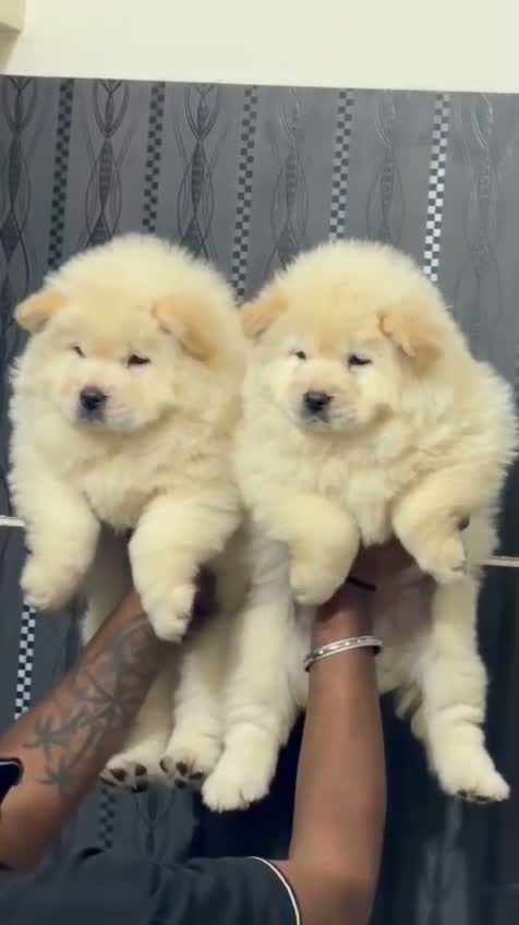 Chow Chow Puppies, farm video