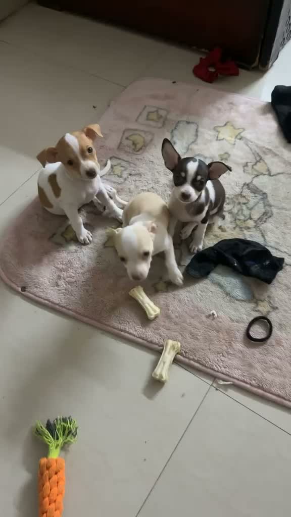 Chihuahua Puppy, farm video