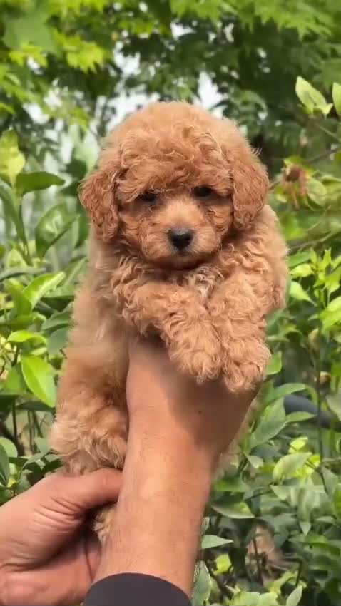 Standard Poodle Puppy | White, farm video