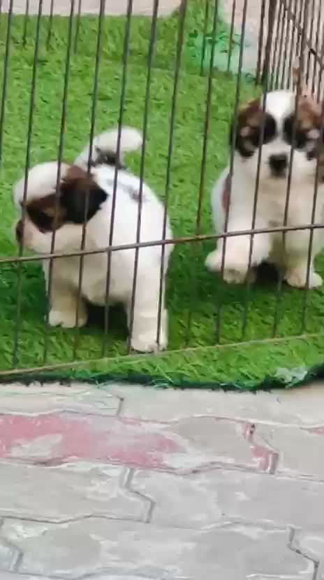 Shih Tzu | Black Color, farm video