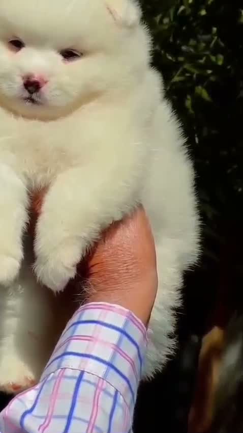 Pomeranian Puppy, farm video