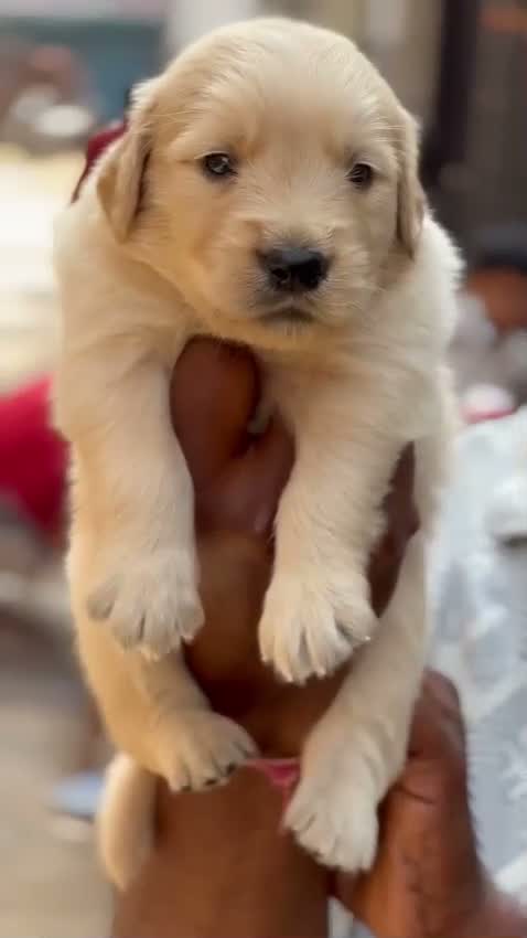 Golden Retriever, farm video