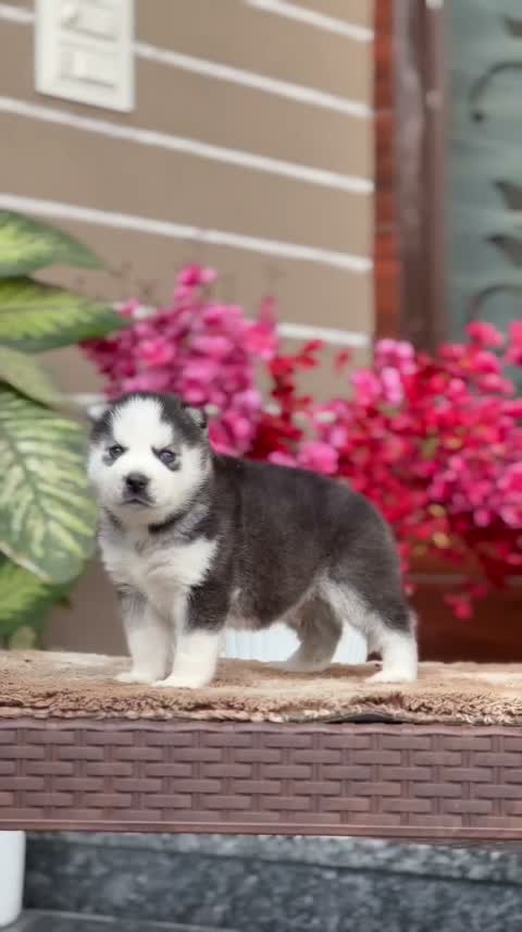 Siberian Husky Puppy | Black & White Color, farm video