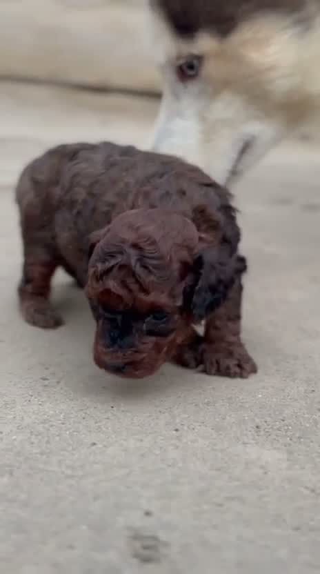 Standard Poodle Puppy | White, farm video