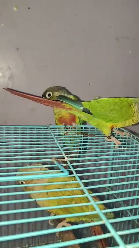 Small Cheek Conure, farm video