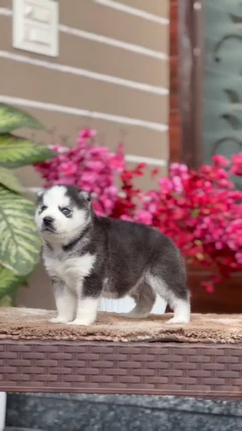 Siberian Husky Puppy | Black & White Color, farm video