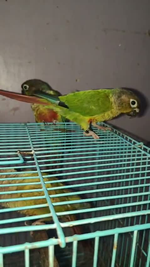 Small Cheek Conure, farm video