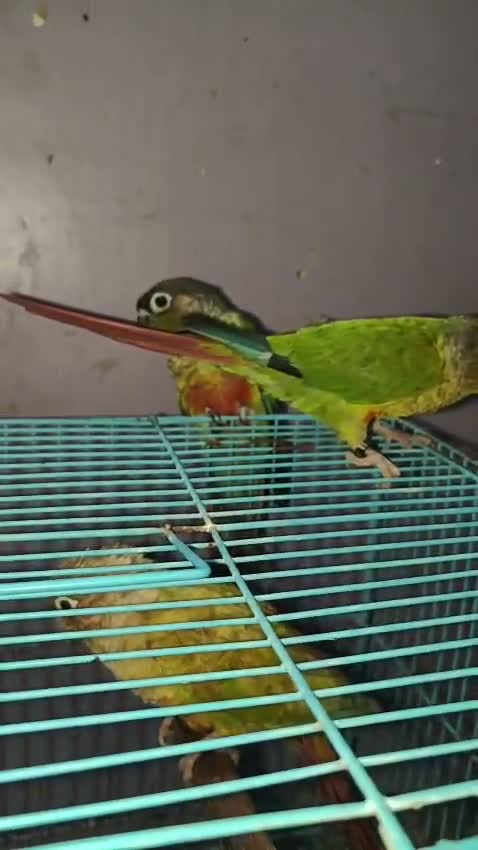 Small Cheek Conure, farm video