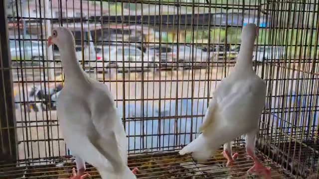 Highflyer Pigeon, farm video