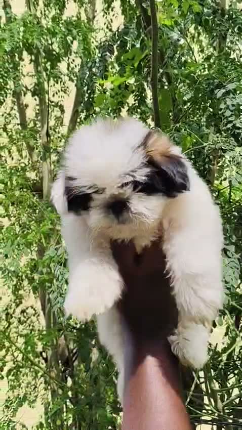 Shih Tzu | Black Color, farm video