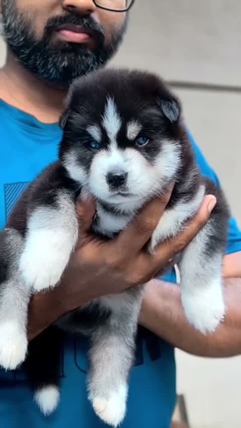 Siberian Husky Puppy | Black & White Color, farm video