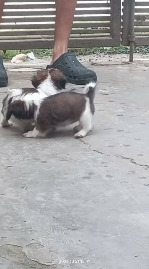 Shih Tzu | Black Color, farm video