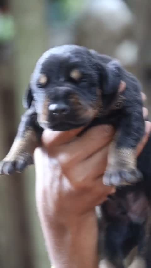 European Doberman Puppy | Black & Tan, farm video