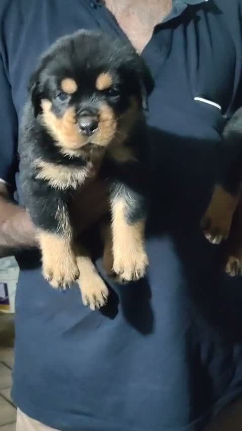 Dachshund Puppy | Brown & Tan, farm video