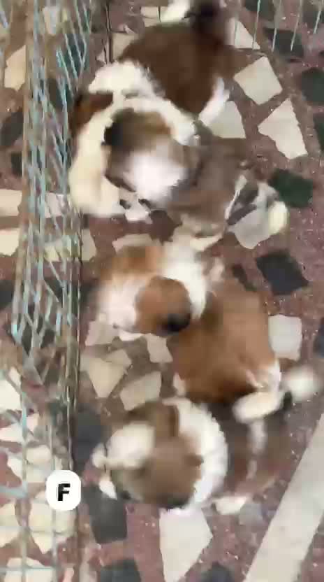 Dachshund Puppy | Brown & Tan, farm video